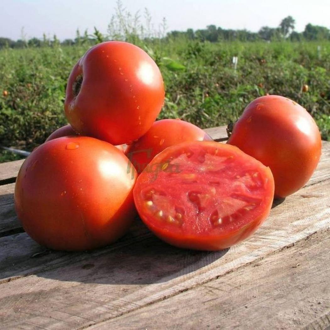 Томат Шеди леди 2