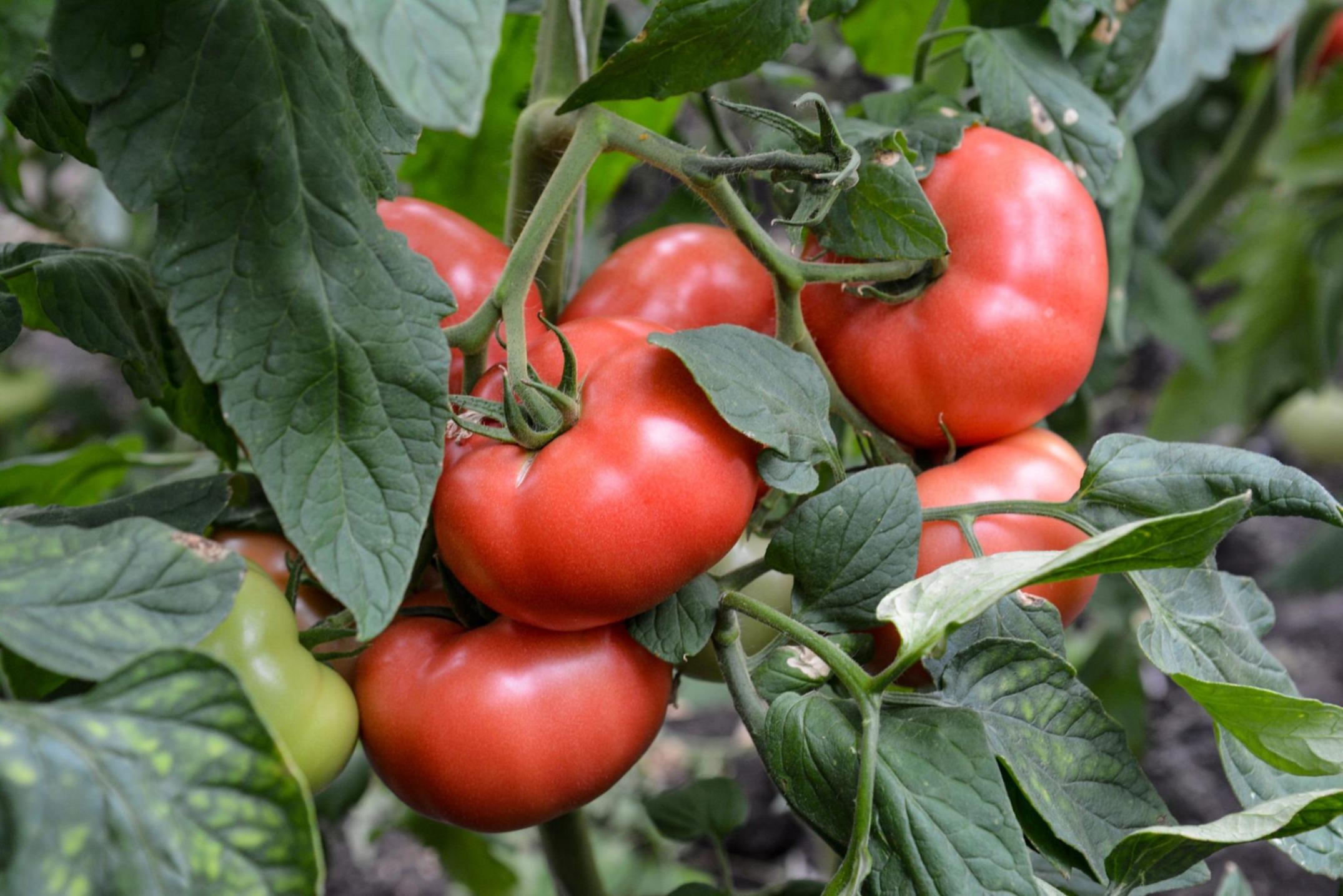 Томат Шихирбаз 2