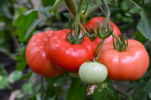 Томат Шихирбаз