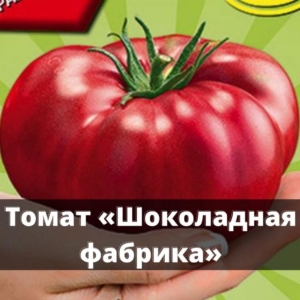 Томат Шоколадная фабрика