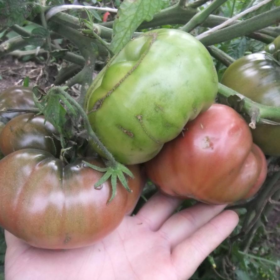 Томат Шоколадная глыба 5