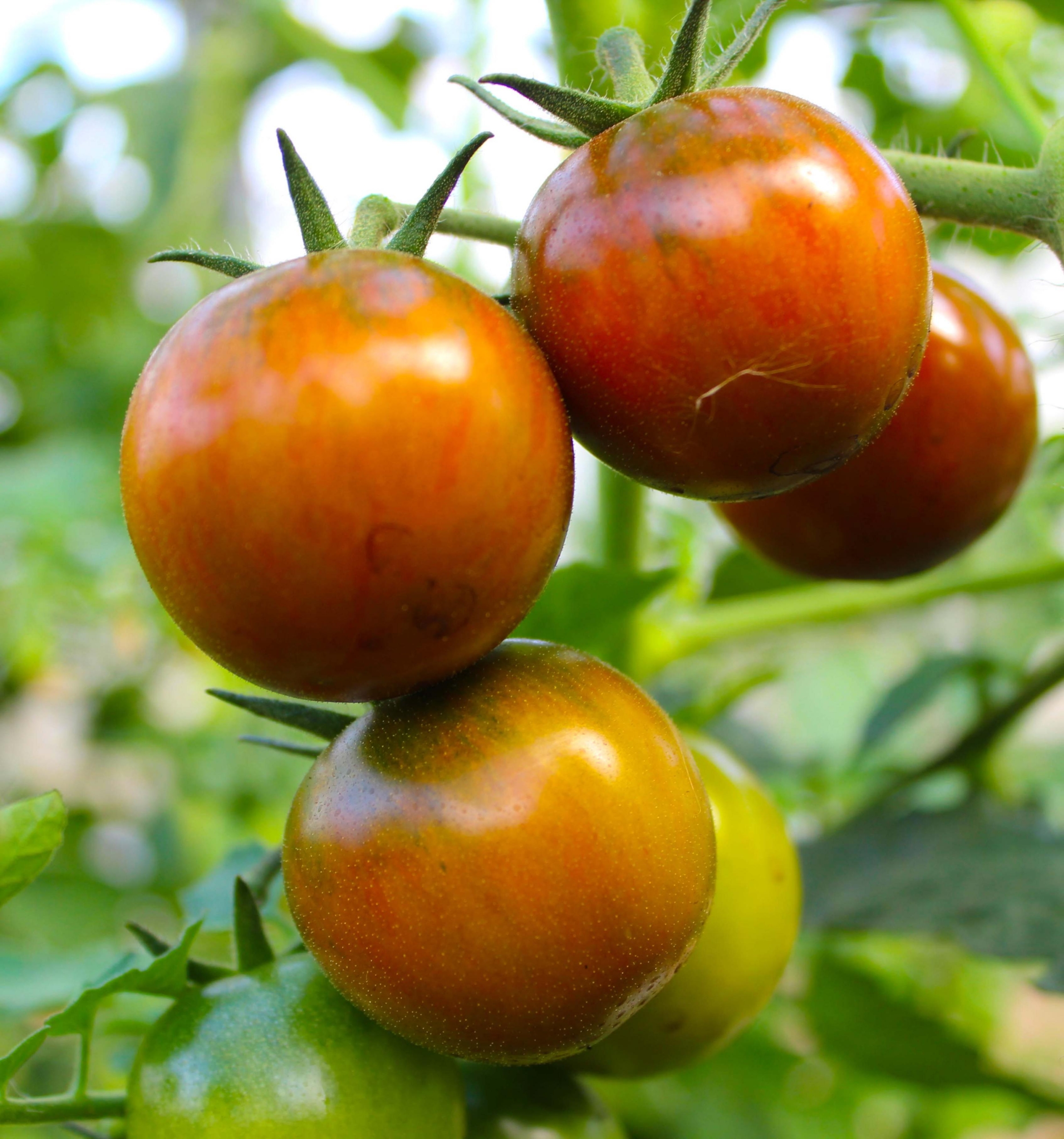 Томат Шоколадные яблочки 3