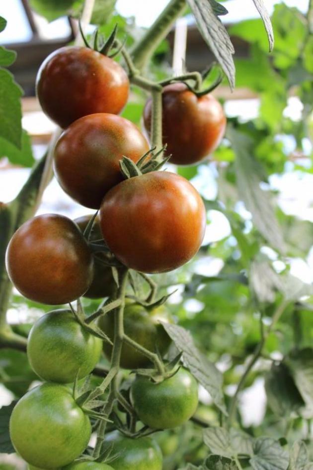 Томат Шоколадные яблочки 4