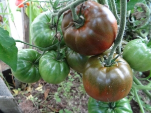 Томат Шоколадный бык