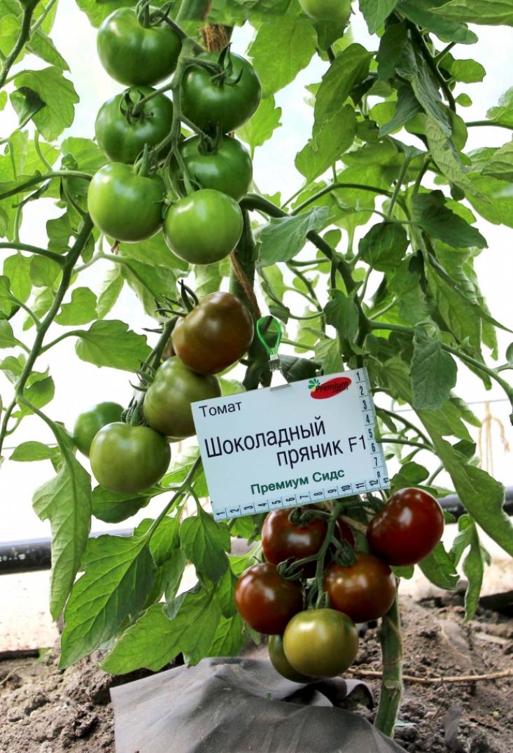 Томат Шоколадный пряник 2