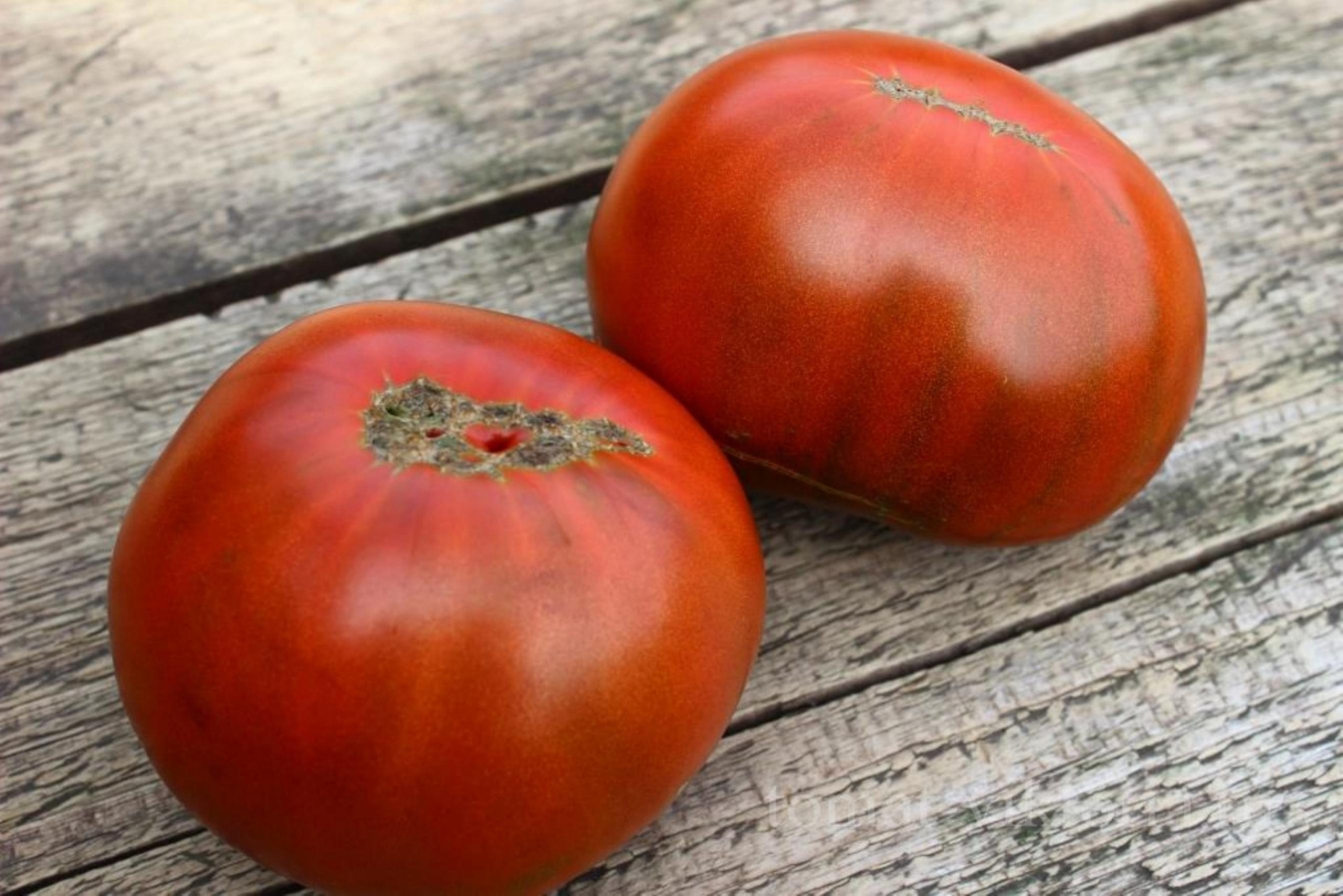 Томат Шоколадный пряник 3