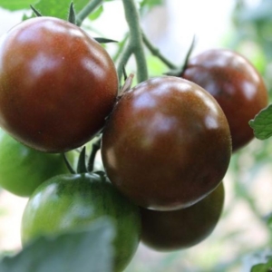 Томат Шоколадный пряник