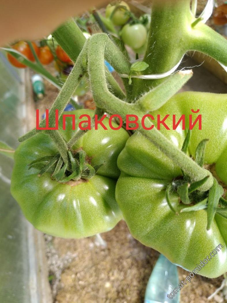 Томат Шпаковский 2