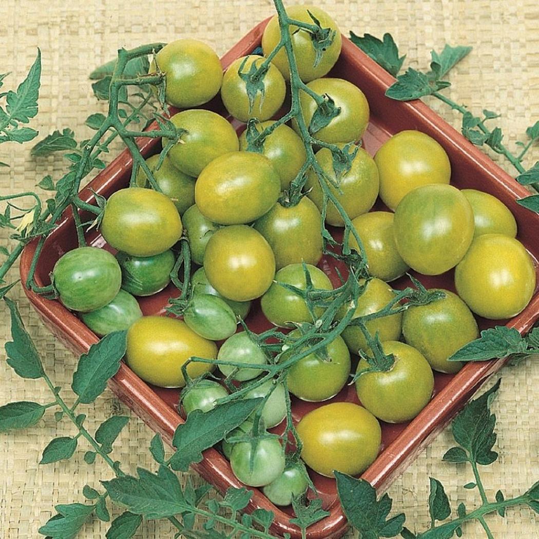 Томат Штурмовик Норман 2