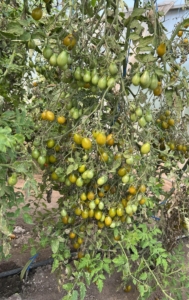 Томат Штурмовик Норман