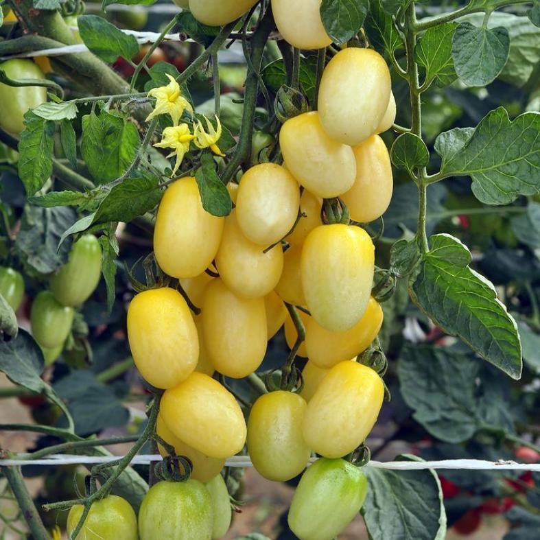 Томат Штурмовик Норман 3