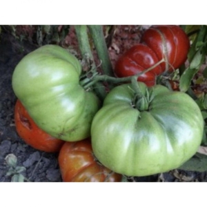Томат Шунтукский великан