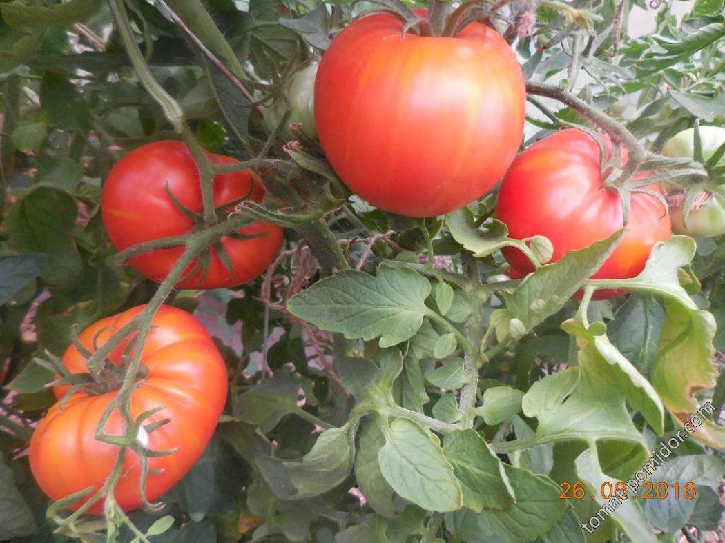 Томат Шунтукский великан 5