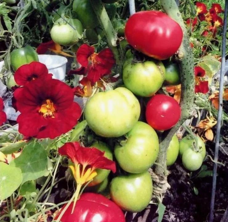 Томат Сибирская корона 2