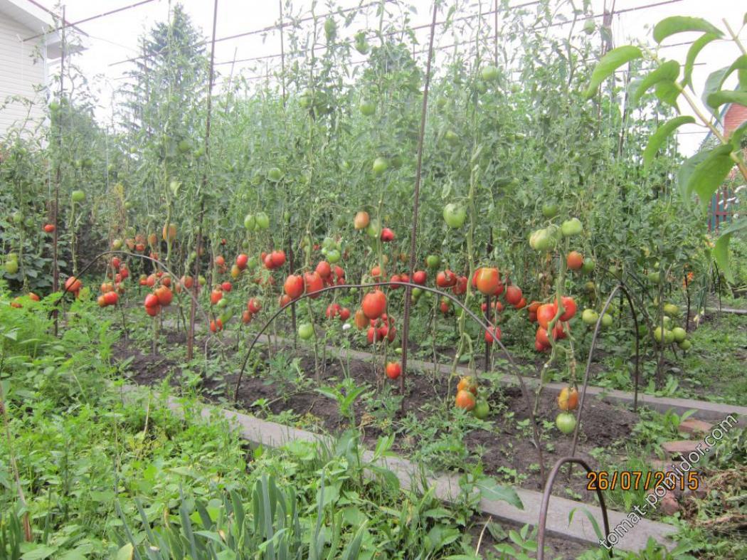 Томат Сибирская корона 4