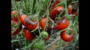 Томат Сибирская пантера