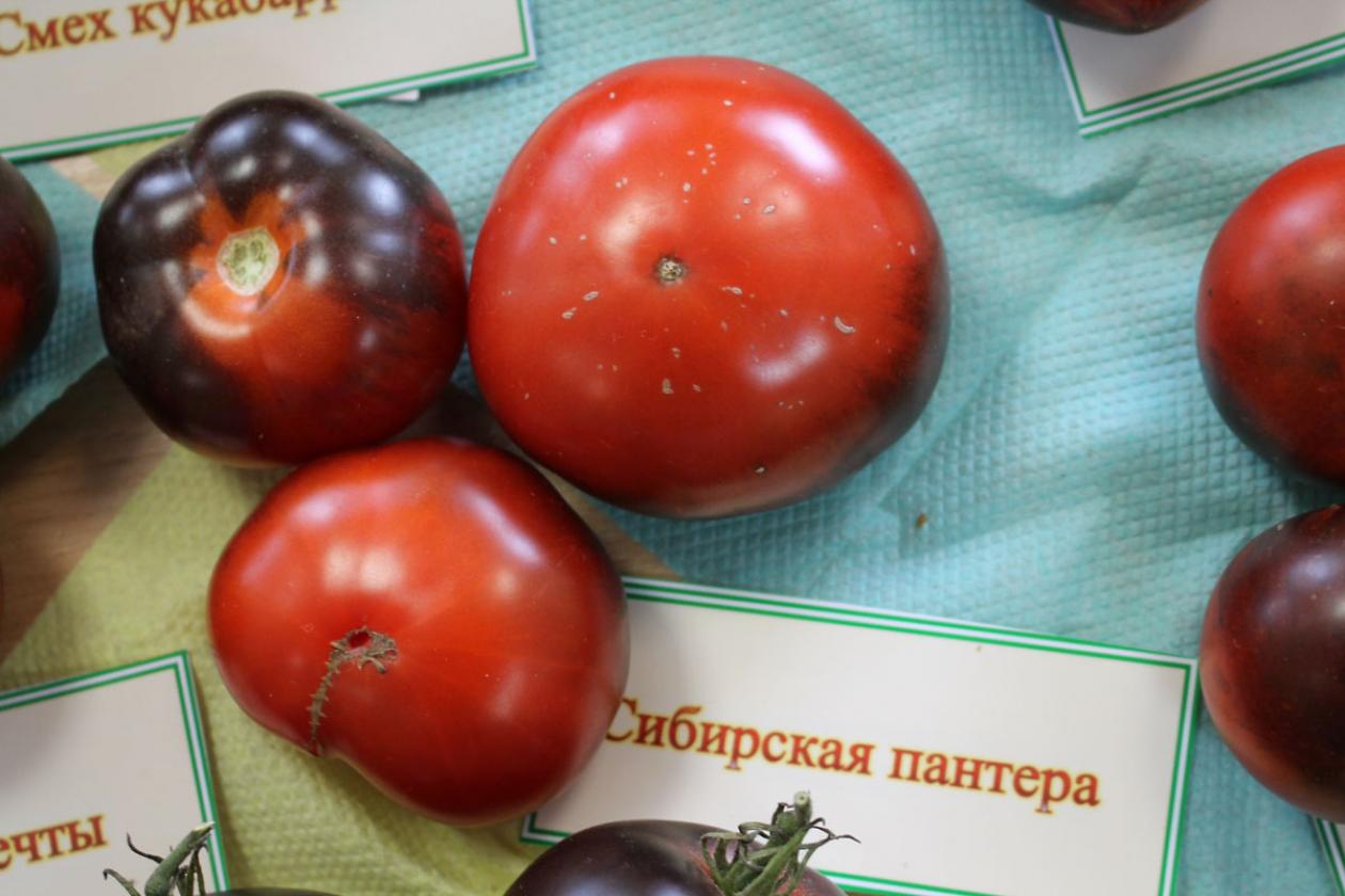 Томат Сибирская пантера 3