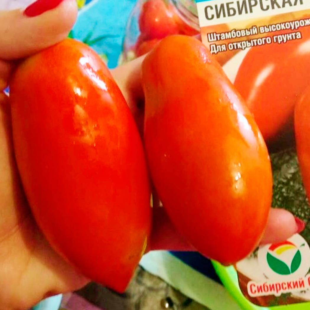 Томат Сибирская тройка 2