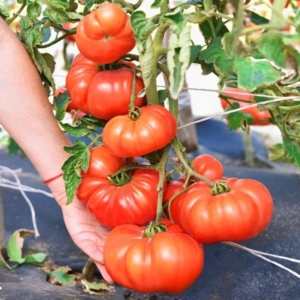 Томат Сибирский богатырь