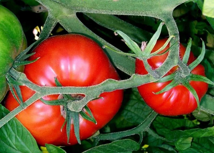 Томат Сибирский экспресс 3