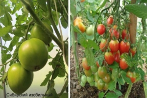 Томат Сибирский изобильный