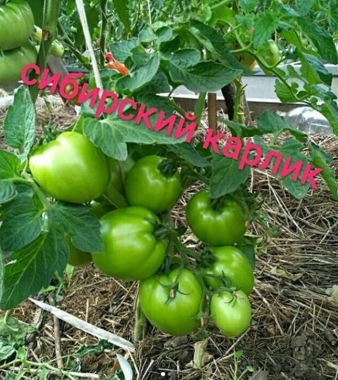 Томат Сибирский карлик 2
