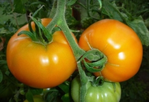 Томат Сибирский сахарный