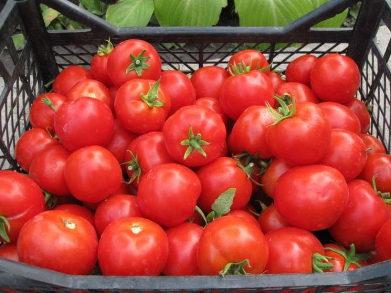 Томат Сибирский спринтер 3