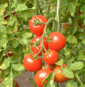 Томат Сибирский спринтер