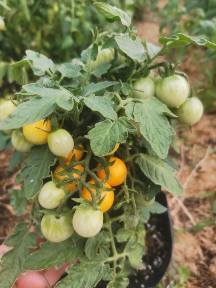 Томат Синичка 3