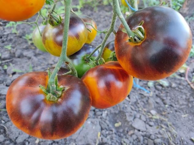 Томат Синий Джоли 2