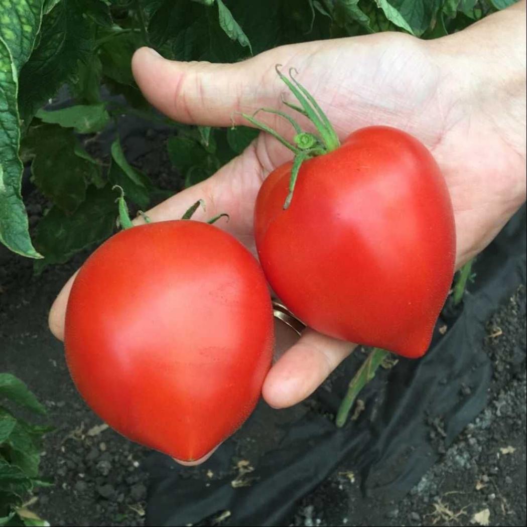 Томат Сирано 2