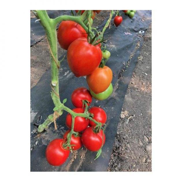 Томат Сирано 3