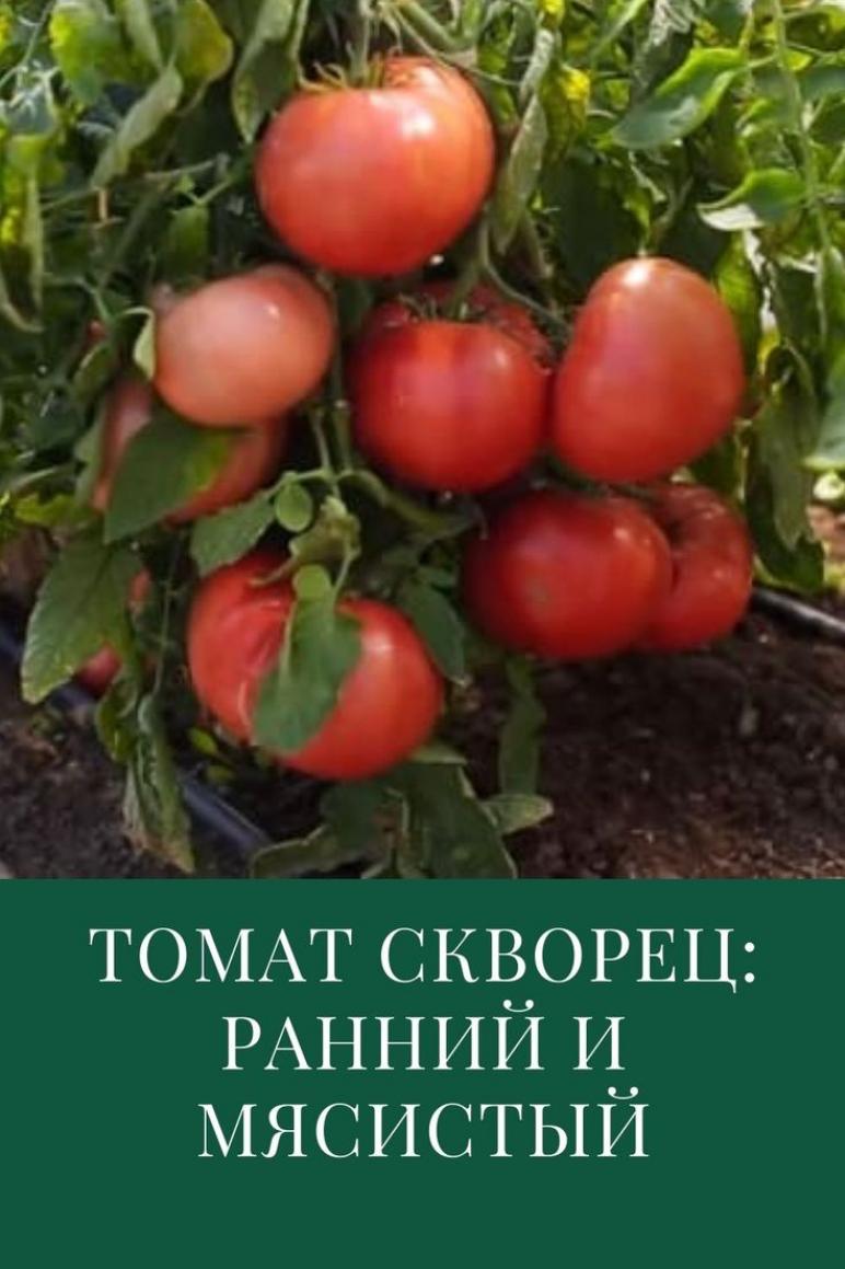 Томат Скворец 3