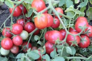 Томат Сладкая Линда