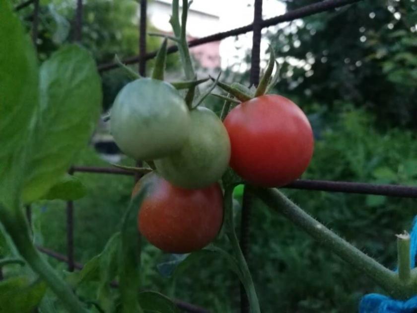 Томат Сладкая Линда 2