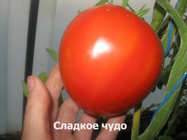Томат Сладкое чудо 2