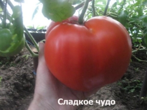 Томат Сладкое чудо