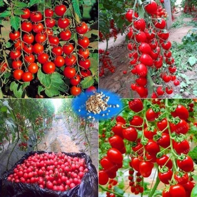 Томат Сладкое дерево