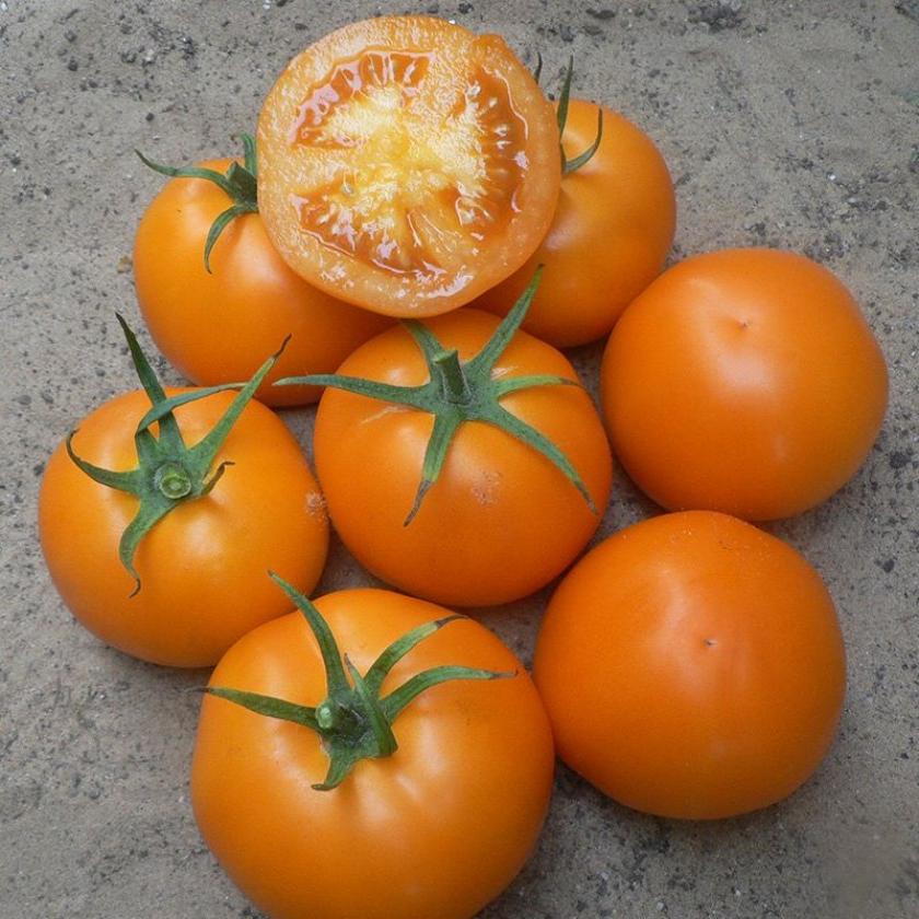 Томат Слава Молдовы 3