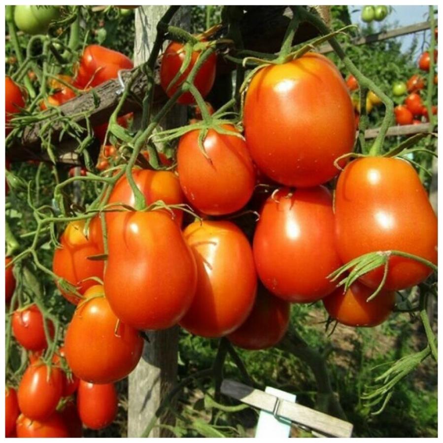 Томат Сливка Бендрика красная 2