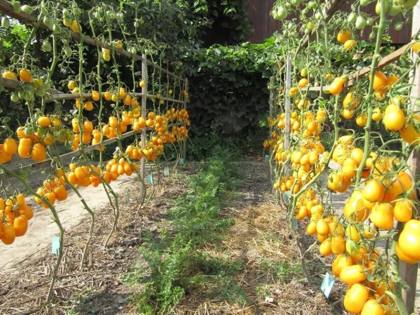 Томат Сливка Бендрика красная