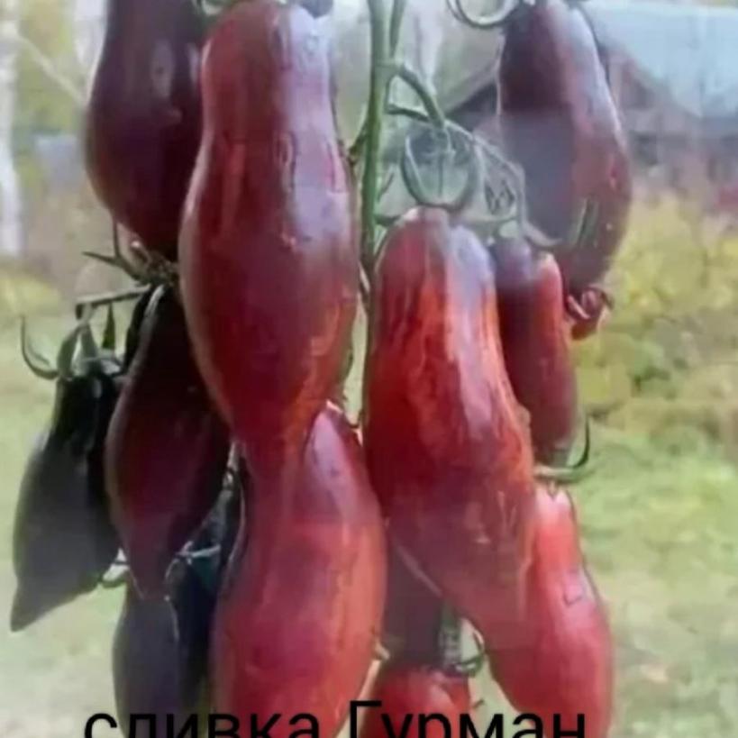Томат Сливка Гурман 3