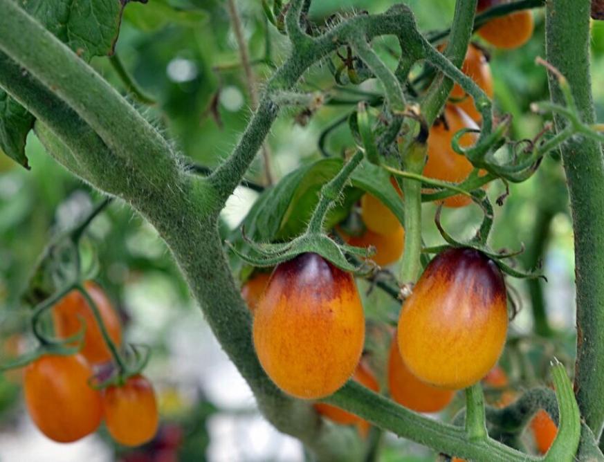 Томат Сливовая капля 2