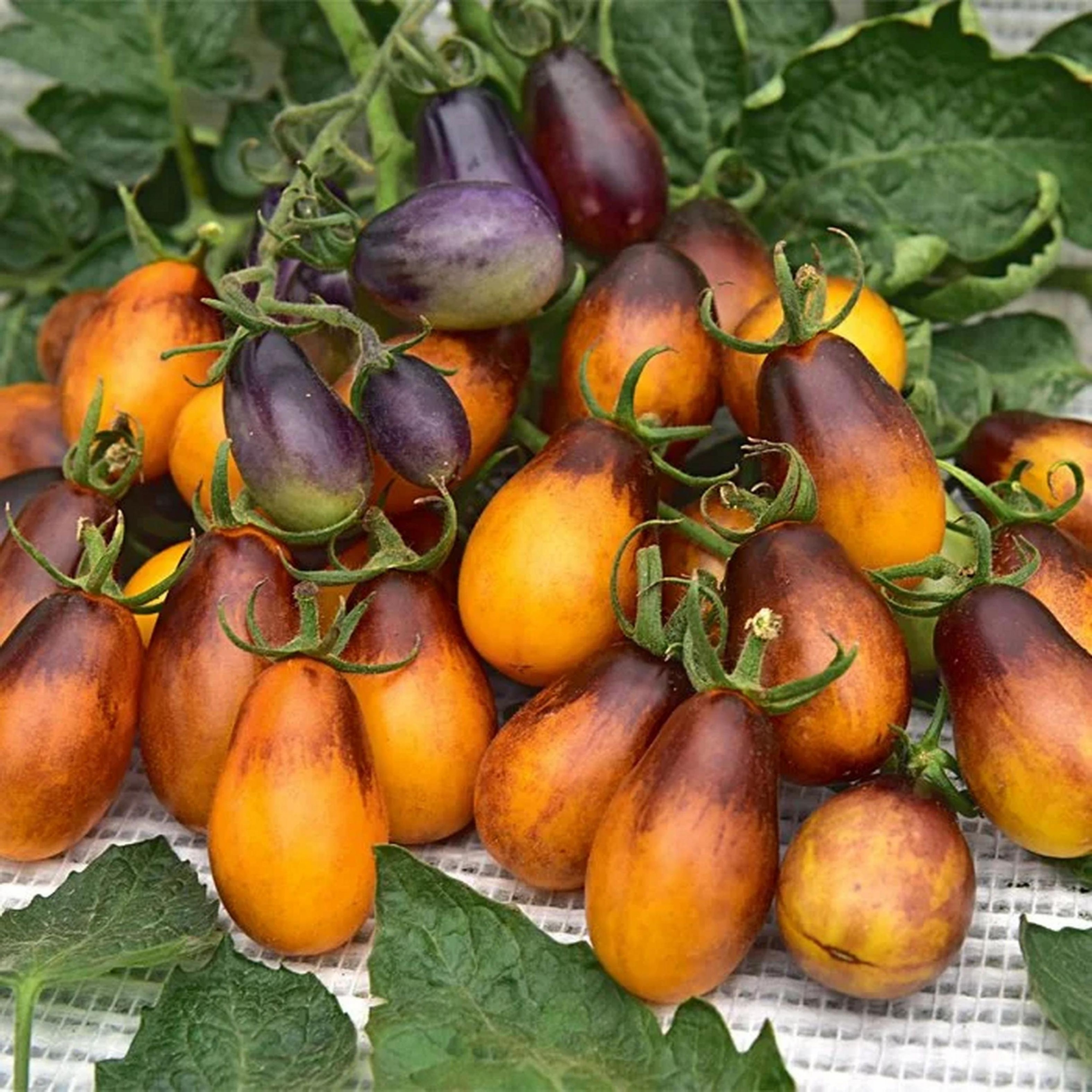 Томат Сливовая капля