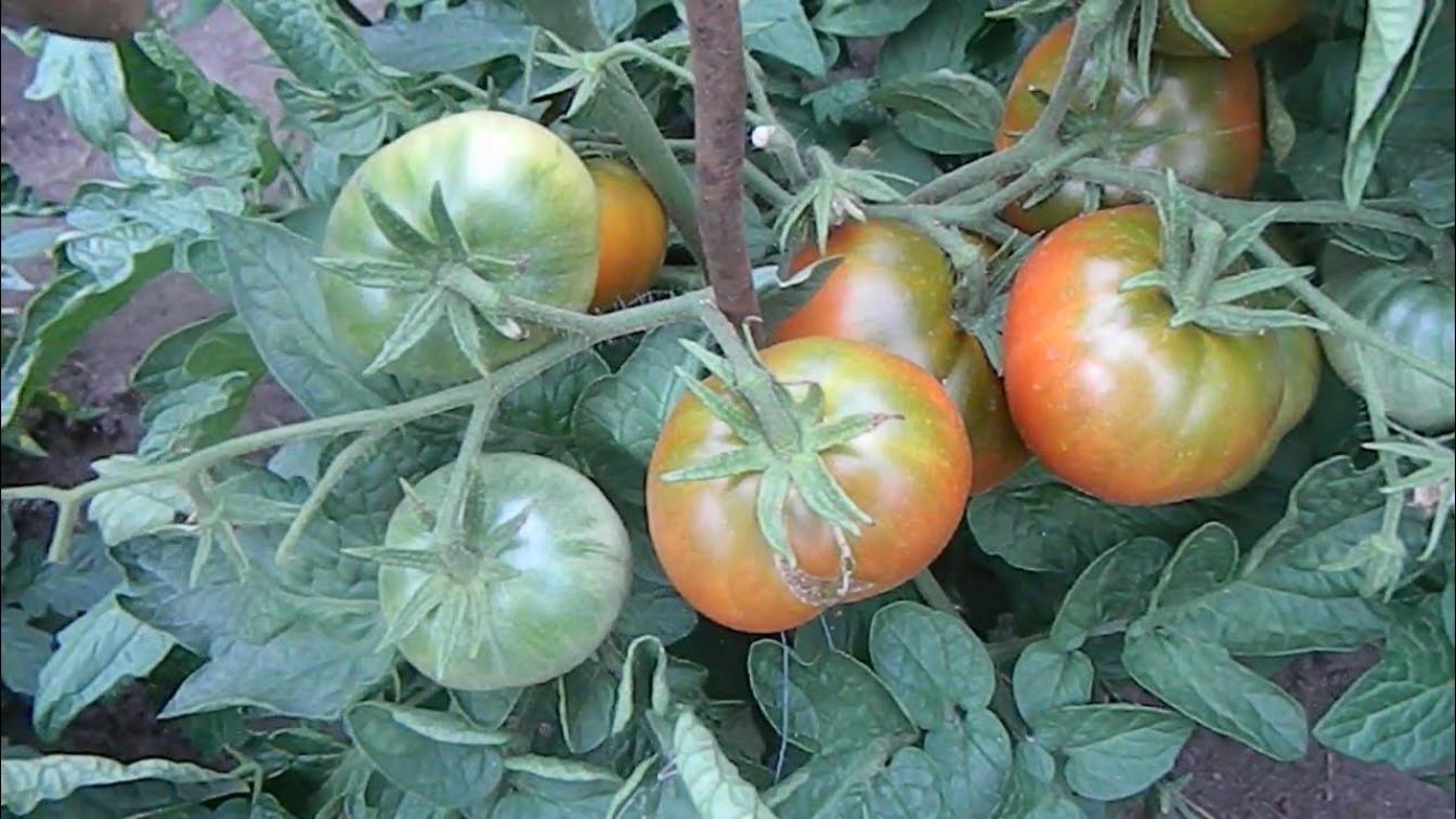 Томат Смех Кукабарры 2