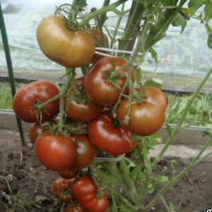 Томат Смех Кукабарры