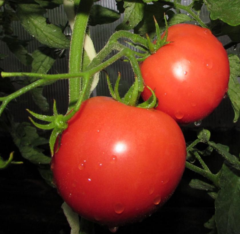 Томат Сочельник 2