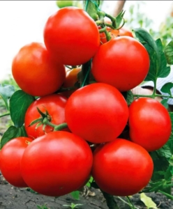 Томат Сочельник