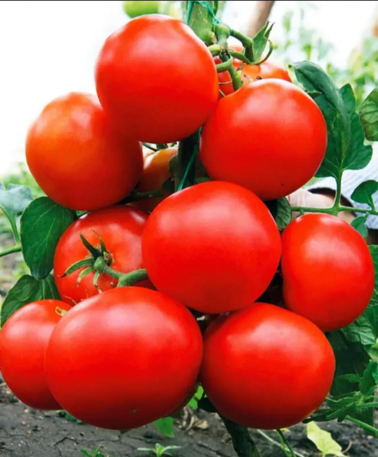 Томат Сочельник